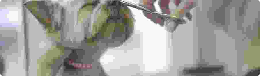 Ultimate Blogging Championship